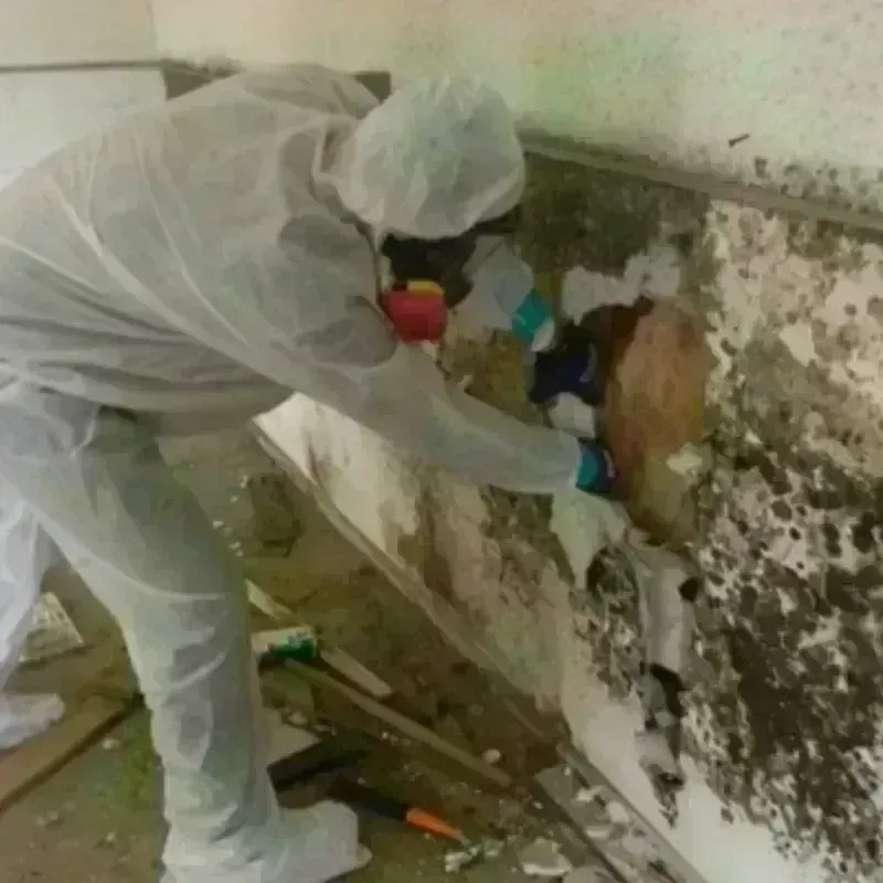 Mold Remediation and Removal in Crainville, IL